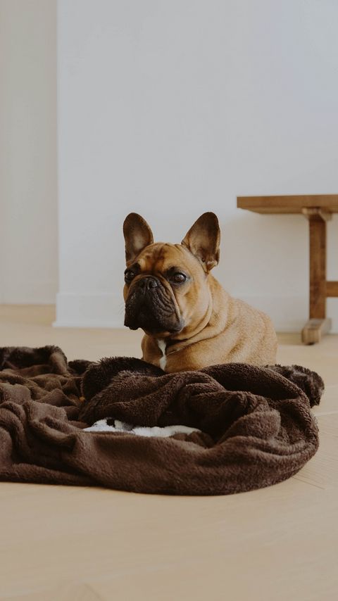 Download wallpaper 2160x3840 french bulldog, dog, glance, pet samsung galaxy s4, s5, note, sony xperia z, z1, z2, z3, htc one, lenovo vibe hd background