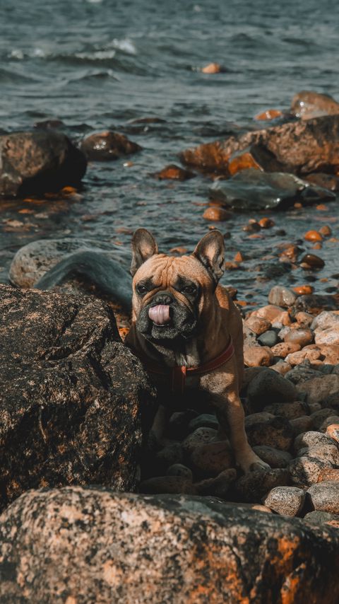 Download wallpaper 2160x3840 french bulldog, dog, protruding tongue, stones, coast samsung galaxy s4, s5, note, sony xperia z, z1, z2, z3, htc one, lenovo vibe hd background