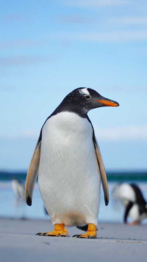 Download wallpaper 2160x3840 gentoo penguin, penguin, bird, wildlife samsung galaxy s4, s5, note, sony xperia z, z1, z2, z3, htc one, lenovo vibe hd background