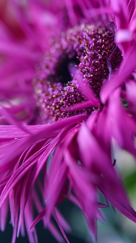 Download wallpaper 2160x3840 gerbera, flower, petals, macro, pink samsung galaxy s4, s5, note, sony xperia z, z1, z2, z3, htc one, lenovo vibe hd background