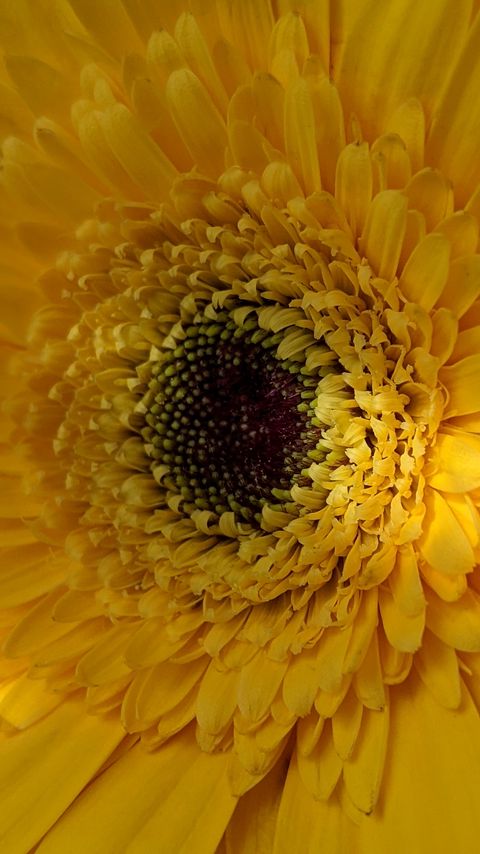 Download wallpaper 2160x3840 gerbera, flower, petals, yellow, macro samsung galaxy s4, s5, note, sony xperia z, z1, z2, z3, htc one, lenovo vibe hd background