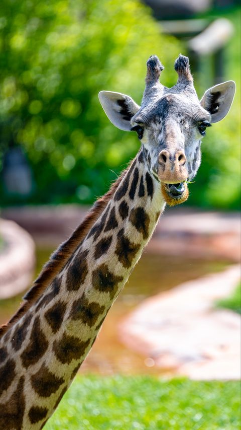 Download wallpaper 2160x3840 giraffe, animal, funny, cool samsung galaxy s4, s5, note, sony xperia z, z1, z2, z3, htc one, lenovo vibe hd background