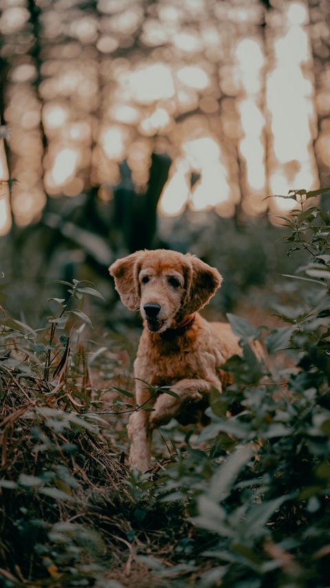 Download wallpaper 2160x3840 golden retriever, dog, pet, plants, leaves, cute samsung galaxy s4, s5, note, sony xperia z, z1, z2, z3, htc one, lenovo vibe hd background