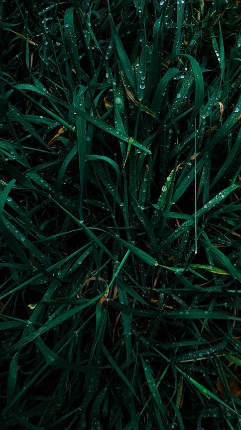 Download wallpaper 2160x3840 grass, dew, drops, wet, green, macro samsung galaxy s4, s5, note, sony xperia z, z1, z2, z3, htc one, lenovo vibe hd background