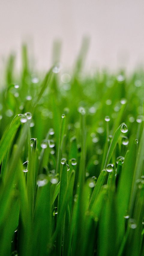 Download wallpaper 2160x3840 grass, drops, dew, macro, green, wet samsung galaxy s4, s5, note, sony xperia z, z1, z2, z3, htc one, lenovo vibe hd background