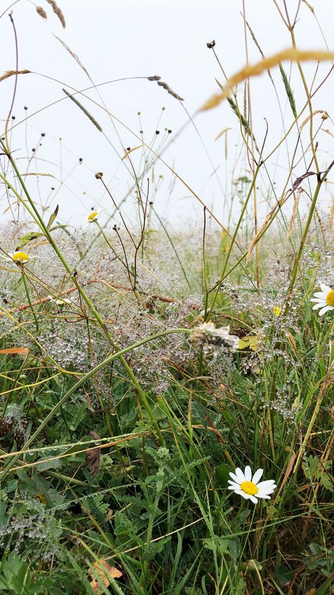 Download wallpaper 2160x3840 grass, field, chamomile, flowers, dew, nature samsung galaxy s4, s5, note, sony xperia z, z1, z2, z3, htc one, lenovo vibe hd background