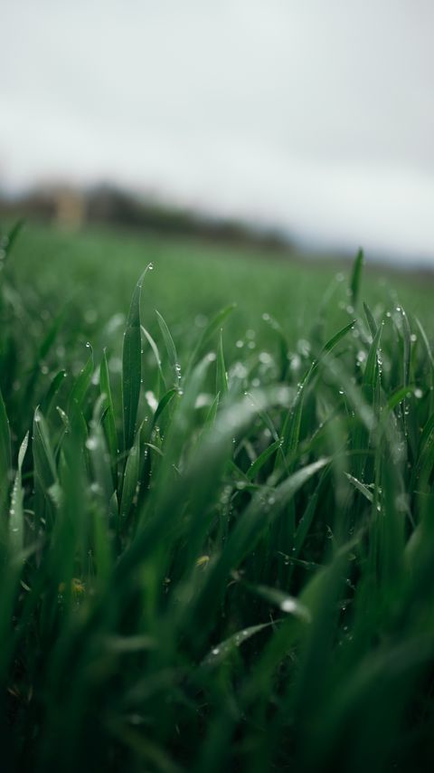 Download wallpaper 2160x3840 grass, greens, drops, dew, macro samsung galaxy s4, s5, note, sony xperia z, z1, z2, z3, htc one, lenovo vibe hd background