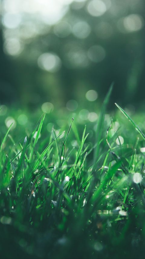 Download wallpaper 2160x3840 grass, macro, glare, bokeh, green samsung galaxy s4, s5, note, sony xperia z, z1, z2, z3, htc one, lenovo vibe hd background