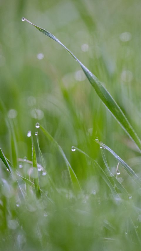 Download wallpaper 2160x3840 grass, plant, dew, drops, wet, macro, green samsung galaxy s4, s5, note, sony xperia z, z1, z2, z3, htc one, lenovo vibe hd background