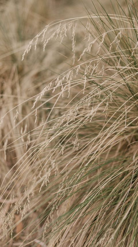 Download wallpaper 2160x3840 grass, plants, dry, macro samsung galaxy s4, s5, note, sony xperia z, z1, z2, z3, htc one, lenovo vibe hd background