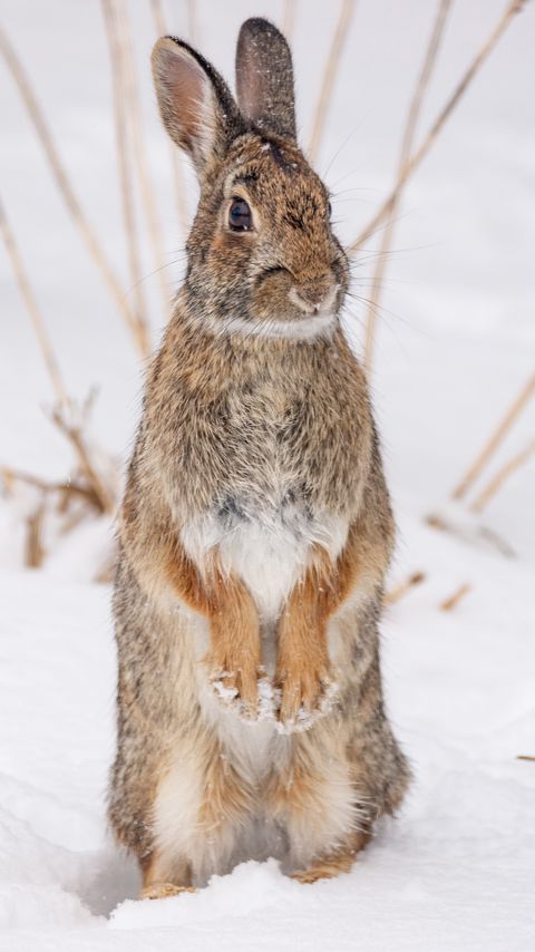 Download wallpaper 2160x3840 hare, animal, snow, winter samsung galaxy s4, s5, note, sony xperia z, z1, z2, z3, htc one, lenovo vibe hd background