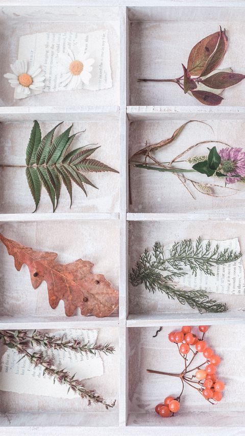 Download wallpaper 2160x3840 herbarium, flowers, leaves, berries, light samsung galaxy s4, s5, note, sony xperia z, z1, z2, z3, htc one, lenovo vibe hd background