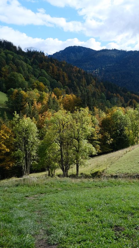 Download wallpaper 2160x3840 hills, forest, trees, field, landscape samsung galaxy s4, s5, note, sony xperia z, z1, z2, z3, htc one, lenovo vibe hd background