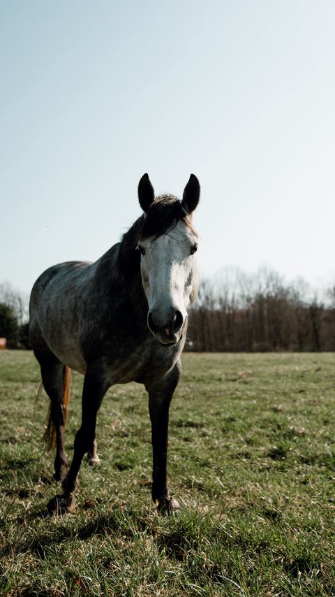 Download wallpaper 2160x3840 horse, animal, field, grass, wildlife samsung galaxy s4, s5, note, sony xperia z, z1, z2, z3, htc one, lenovo vibe hd background