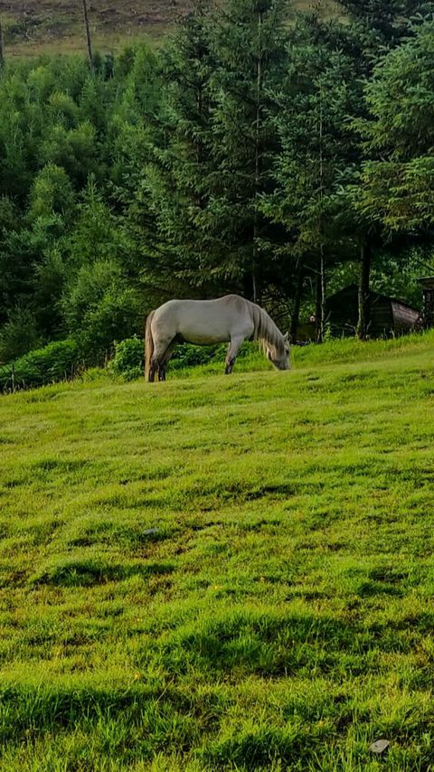 Download wallpaper 2160x3840 horse, animal, grass, field, trees samsung galaxy s4, s5, note, sony xperia z, z1, z2, z3, htc one, lenovo vibe hd background