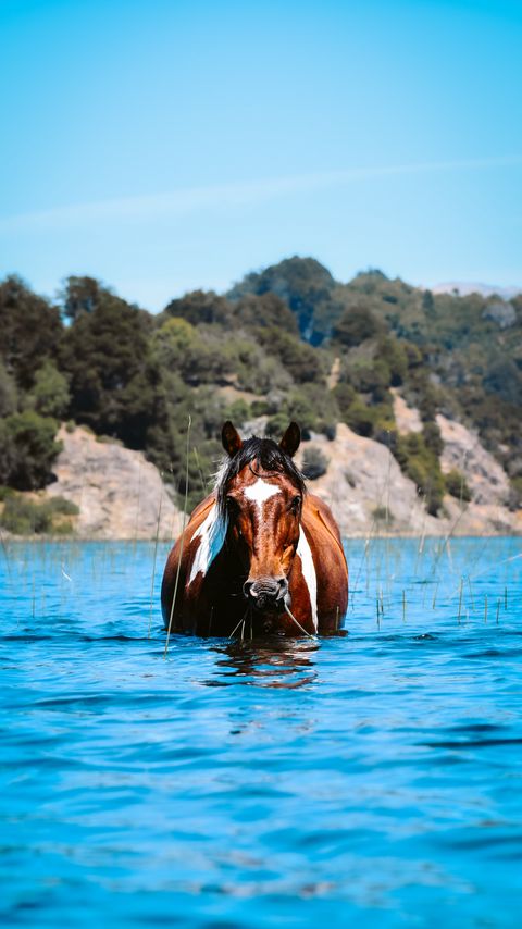 Download wallpaper 2160x3840 horse, animal, water, grass, hills samsung galaxy s4, s5, note, sony xperia z, z1, z2, z3, htc one, lenovo vibe hd background