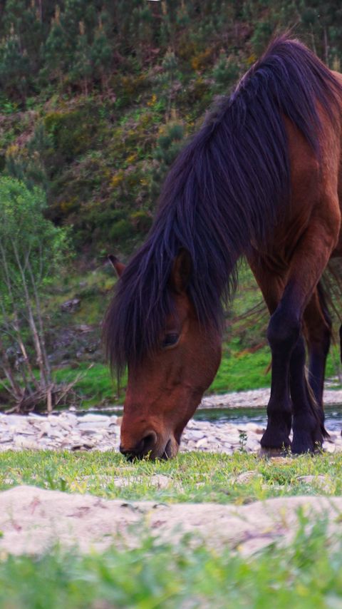 Download wallpaper 2160x3840 horse, trees, river, wildlife samsung galaxy s4, s5, note, sony xperia z, z1, z2, z3, htc one, lenovo vibe hd background