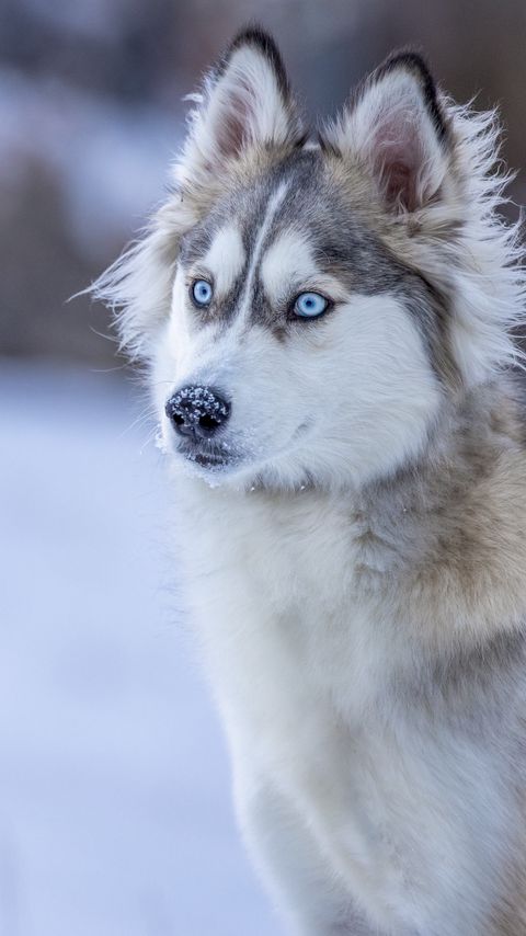 Download wallpaper 2160x3840 husky, dog, glance, snow, winter samsung galaxy s4, s5, note, sony xperia z, z1, z2, z3, htc one, lenovo vibe hd background