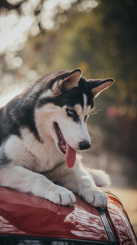 Download wallpaper 2160x3840 husky, dog, pet, protruding tongue, cute samsung galaxy s4, s5, note, sony xperia z, z1, z2, z3, htc one, lenovo vibe hd background