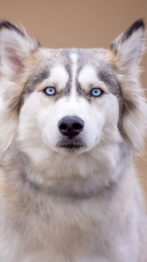 Download wallpaper 2160x3840 husky, dog, pet, glance, animal samsung galaxy s4, s5, note, sony xperia z, z1, z2, z3, htc one, lenovo vibe hd background