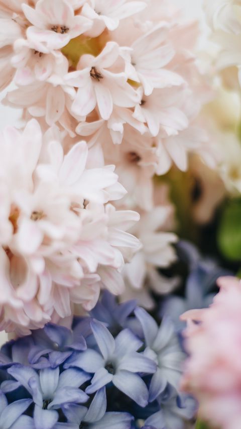 Download wallpaper 2160x3840 hyacinth, flowers, petals, pastel, light samsung galaxy s4, s5, note, sony xperia z, z1, z2, z3, htc one, lenovo vibe hd background