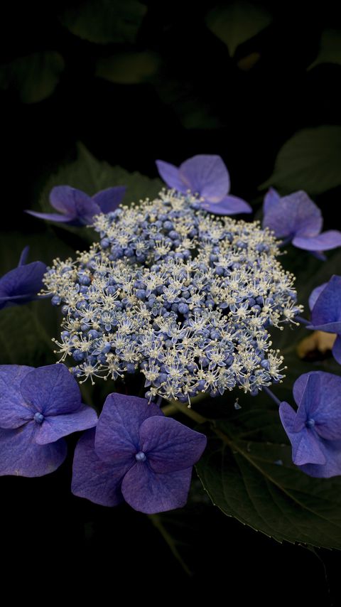 Download wallpaper 2160x3840 hydrangea, flowers, purple, plant, macro samsung galaxy s4, s5, note, sony xperia z, z1, z2, z3, htc one, lenovo vibe hd background