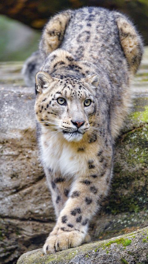 Download wallpaper 2160x3840 irbis, snow leopard, animal, predator, glance, big cat samsung galaxy s4, s5, note, sony xperia z, z1, z2, z3, htc one, lenovo vibe hd background