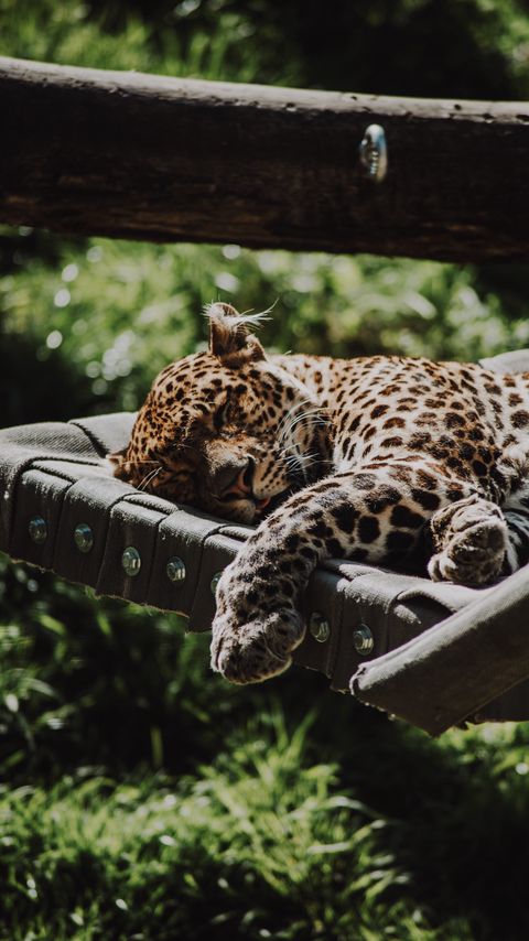 Download wallpaper 2160x3840 jaguar, animal, sleep, predator, big cat samsung galaxy s4, s5, note, sony xperia z, z1, z2, z3, htc one, lenovo vibe hd background