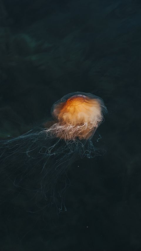 Download wallpaper 2160x3840 jellyfish, brown, transparent, water, underwater samsung galaxy s4, s5, note, sony xperia z, z1, z2, z3, htc one, lenovo vibe hd background