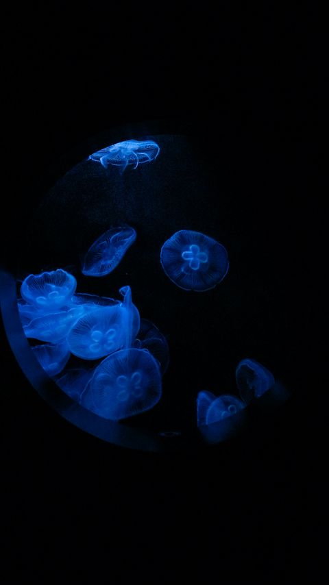 Download wallpaper 2160x3840 jellyfish, glow, underwater, water, porthole, macro, blue samsung galaxy s4, s5, note, sony xperia z, z1, z2, z3, htc one, lenovo vibe hd background