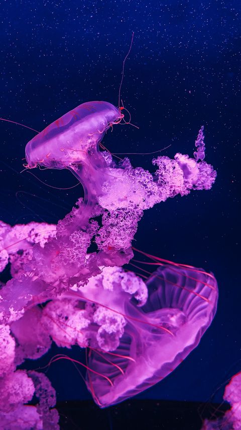 Download wallpaper 2160x3840 jellyfish, underwater, water, macro, purple samsung galaxy s4, s5, note, sony xperia z, z1, z2, z3, htc one, lenovo vibe hd background