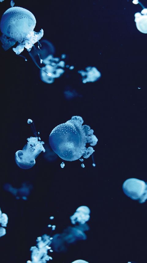 Download wallpaper 2160x3840 jellyfish, underwater, water, macro, blue samsung galaxy s4, s5, note, sony xperia z, z1, z2, z3, htc one, lenovo vibe hd background