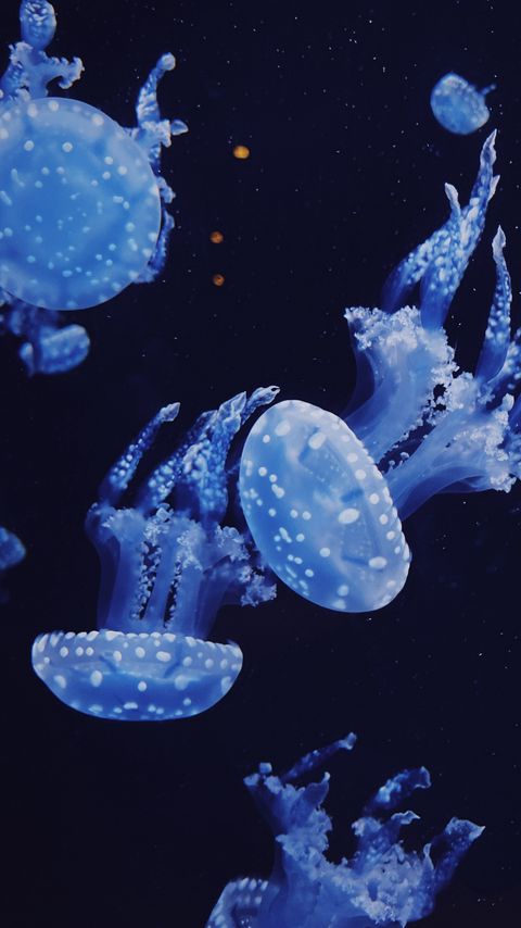 Download wallpaper 2160x3840 jellyfish, underwater, water, macro, dark samsung galaxy s4, s5, note, sony xperia z, z1, z2, z3, htc one, lenovo vibe hd background