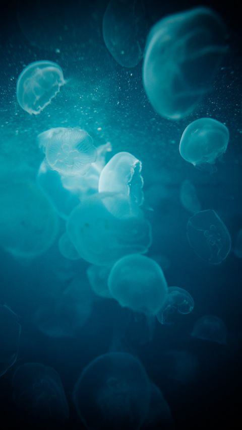 Download wallpaper 2160x3840 jellyfish, water, underwater, glow, blue, macro samsung galaxy s4, s5, note, sony xperia z, z1, z2, z3, htc one, lenovo vibe hd background