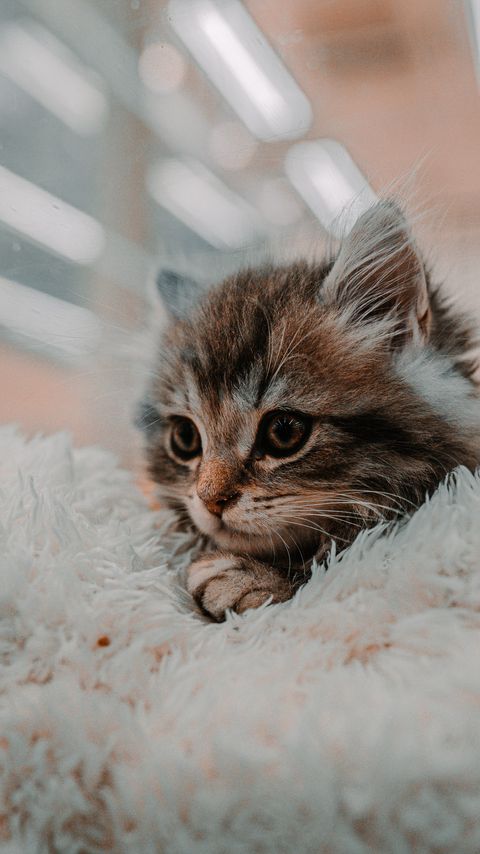 Download wallpaper 2160x3840 kitten, cat, animal, cute, brown samsung galaxy s4, s5, note, sony xperia z, z1, z2, z3, htc one, lenovo vibe hd background