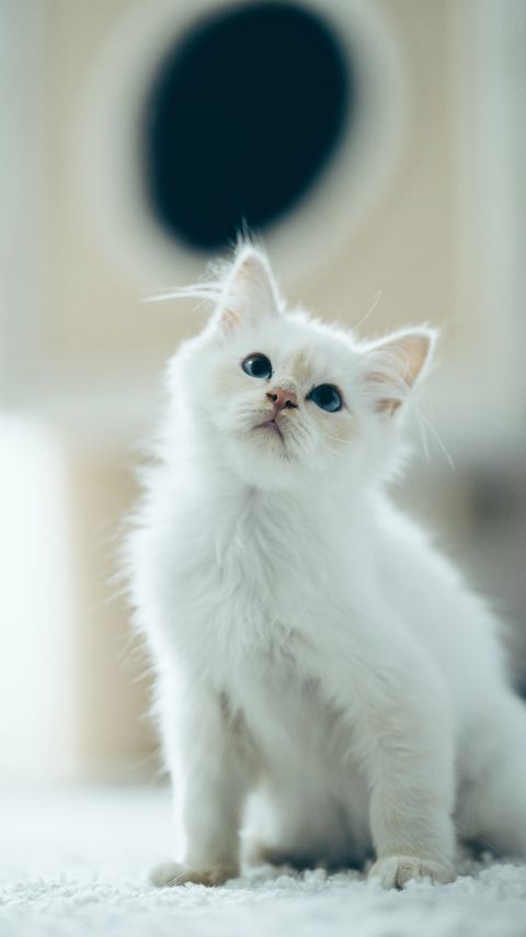 Download wallpaper 2160x3840 kitten, pet, glance, white, cute, fluffy samsung galaxy s4, s5, note, sony xperia z, z1, z2, z3, htc one, lenovo vibe hd background