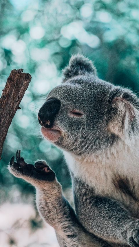 Download wallpaper 2160x3840 koala, animal, branch, funny, cute samsung galaxy s4, s5, note, sony xperia z, z1, z2, z3, htc one, lenovo vibe hd background