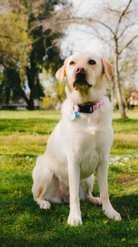 Download wallpaper 2160x3840 labrador retriever, dog, pet, glance, grass samsung galaxy s4, s5, note, sony xperia z, z1, z2, z3, htc one, lenovo vibe hd background