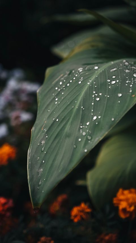 Download wallpaper 2160x3840 leaf, drops, macro, plant, green samsung galaxy s4, s5, note, sony xperia z, z1, z2, z3, htc one, lenovo vibe hd background