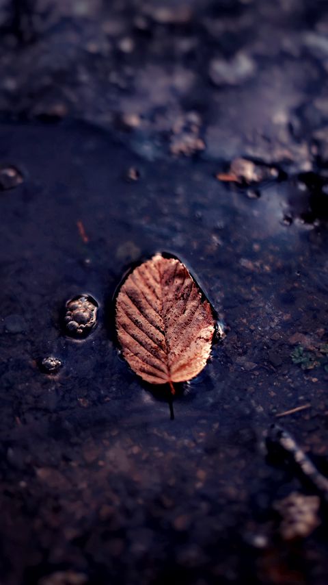 Download wallpaper 2160x3840 leaf, puddle, macro, autumn samsung galaxy s4, s5, note, sony xperia z, z1, z2, z3, htc one, lenovo vibe hd background