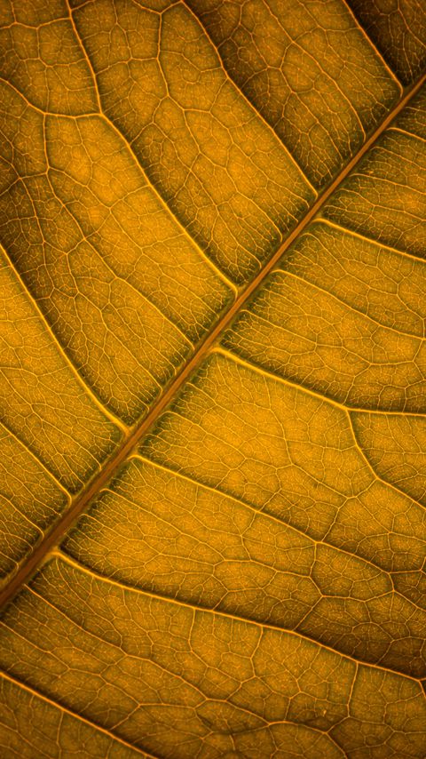 Download wallpaper 2160x3840 leaf, veins, macro, surface samsung galaxy s4, s5, note, sony xperia z, z1, z2, z3, htc one, lenovo vibe hd background