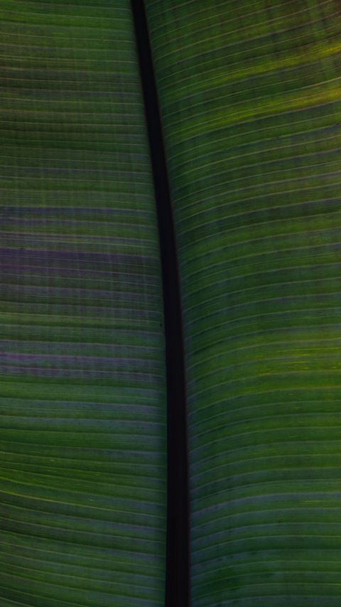 Download wallpaper 2160x3840 leaf, veins, stripes, macro, green samsung galaxy s4, s5, note, sony xperia z, z1, z2, z3, htc one, lenovo vibe hd background