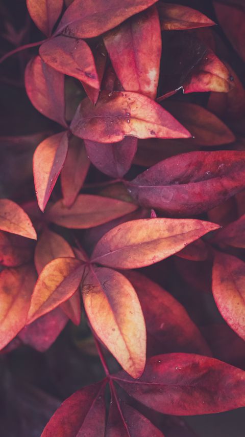 Download wallpaper 2160x3840 leaves, branches, plant, macro, red samsung galaxy s4, s5, note, sony xperia z, z1, z2, z3, htc one, lenovo vibe hd background