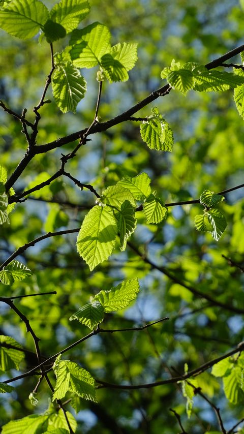 Download wallpaper 2160x3840 leaves, branches, spring, macro, green samsung galaxy s4, s5, note, sony xperia z, z1, z2, z3, htc one, lenovo vibe hd background