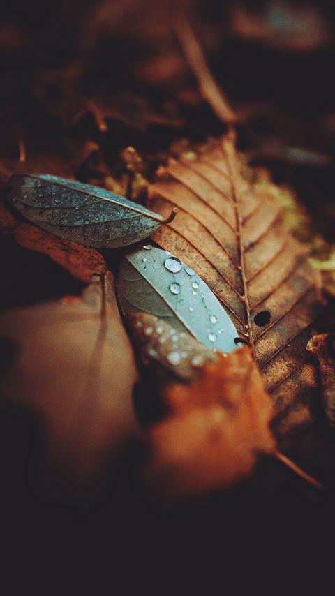 Download wallpaper 2160x3840 leaves, drops, autumn, wet, macro samsung galaxy s4, s5, note, sony xperia z, z1, z2, z3, htc one, lenovo vibe hd background