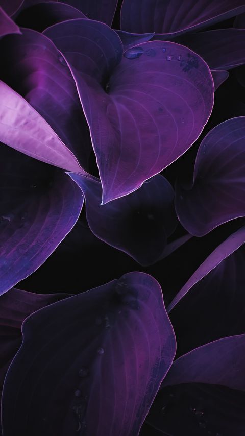 Download wallpaper 2160x3840 leaves, plant, drops, macro, purple samsung galaxy s4, s5, note, sony xperia z, z1, z2, z3, htc one, lenovo vibe hd background