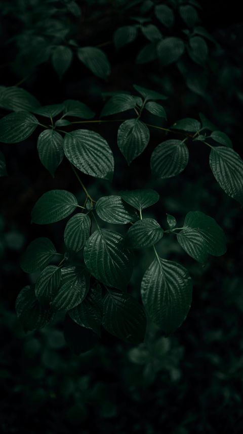 Download wallpaper 2160x3840 leaves, plant, macro, green, dark samsung galaxy s4, s5, note, sony xperia z, z1, z2, z3, htc one, lenovo vibe hd background