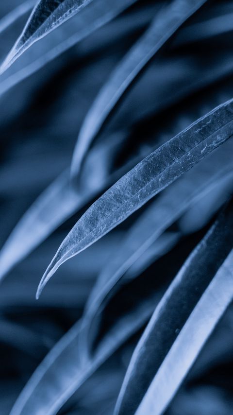 Download wallpaper 2160x3840 leaves, plant, macro, gray samsung galaxy s4, s5, note, sony xperia z, z1, z2, z3, htc one, lenovo vibe hd background