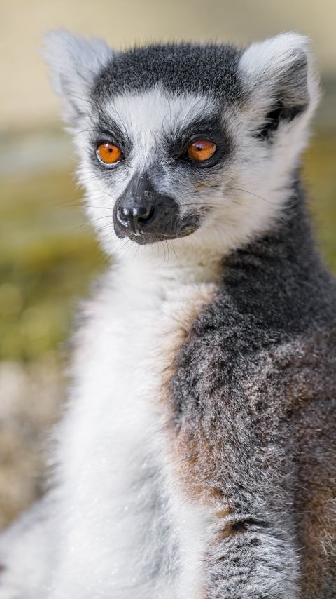 Download wallpaper 2160x3840 lemur, animal, fluffy, glance samsung galaxy s4, s5, note, sony xperia z, z1, z2, z3, htc one, lenovo vibe hd background