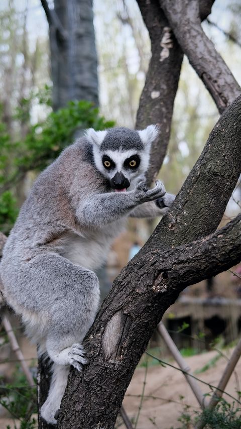 Download wallpaper 2160x3840 lemur, animal, tree, branches samsung galaxy s4, s5, note, sony xperia z, z1, z2, z3, htc one, lenovo vibe hd background